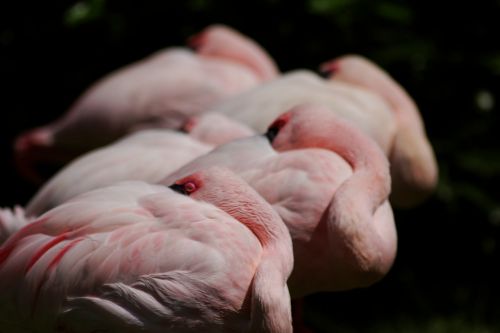 pink flamingos flamingo flamingos