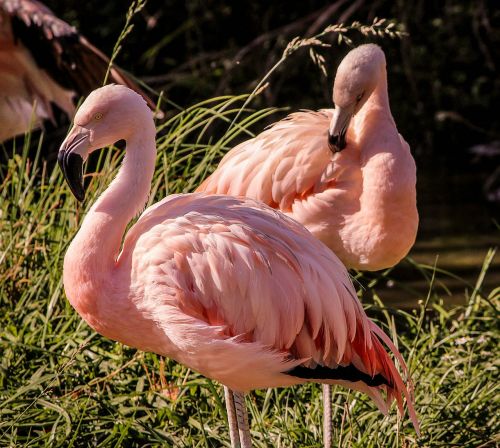 pink flamingos wading bird feathers