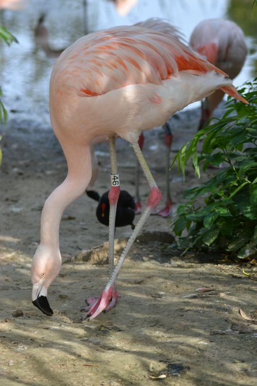 pink flamingos long legs beak