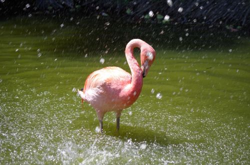 pink flemish bird water