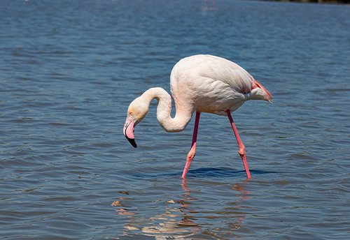 pink flemish  marsh  pond