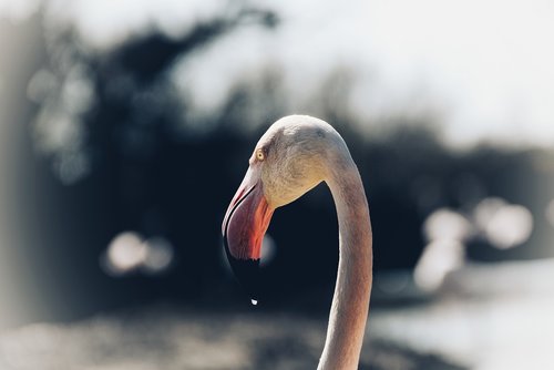 pink flemish  flamingo  camargue