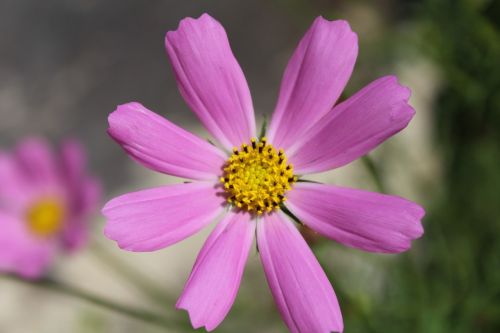 pink flower nature garden