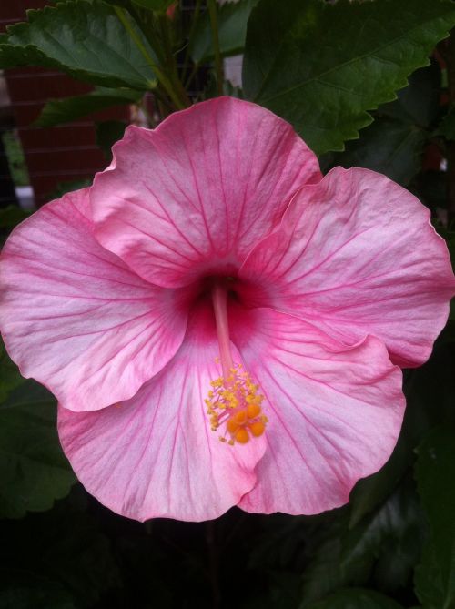 pink flower flower beautiful flowers