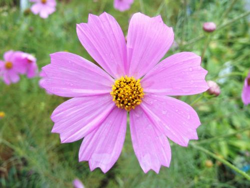 pink flower pink flower