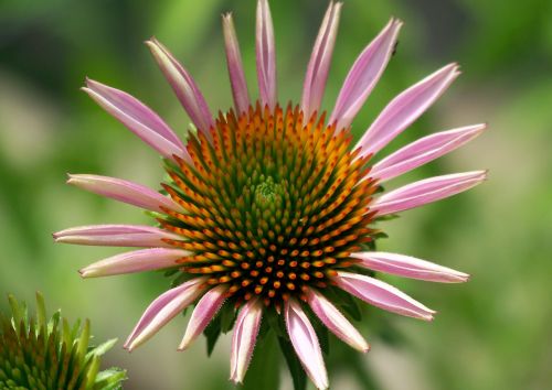 Pink Flower