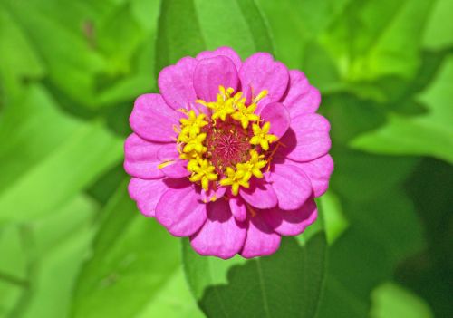 Pink Flower