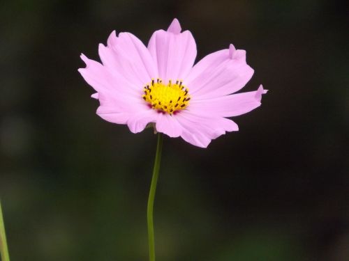 pink flower flower spring