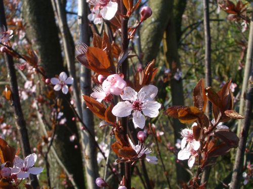 pink flower branch blossom