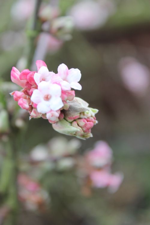 Pink Flower