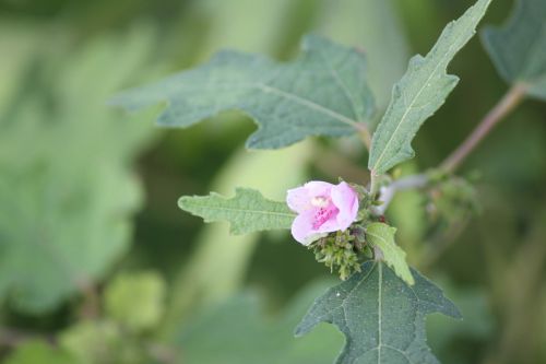 Pink Flower