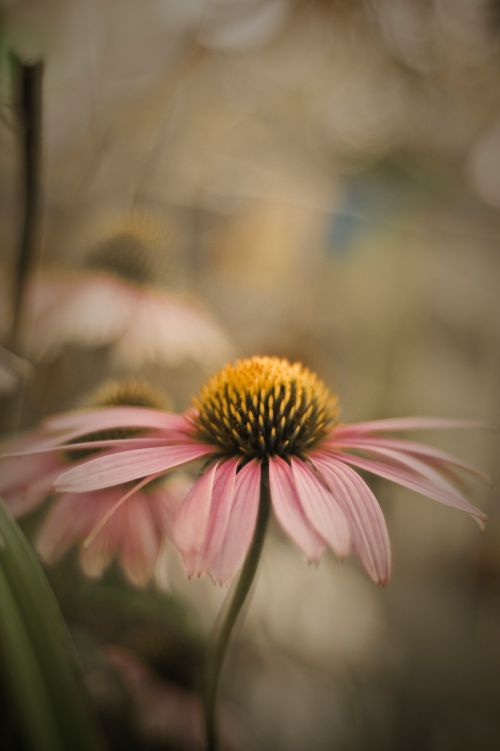 Pink Flower