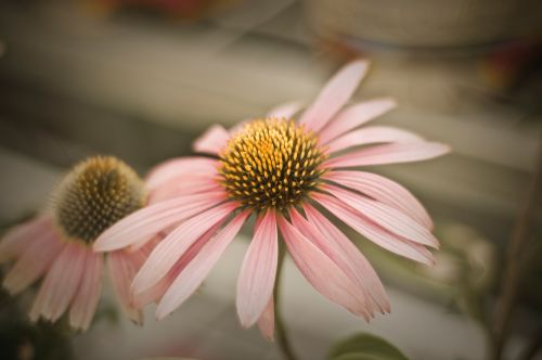 Pink Flower