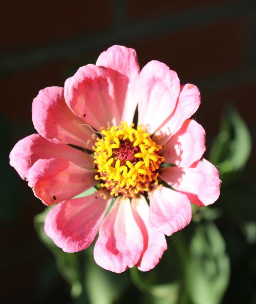 Pink Flower