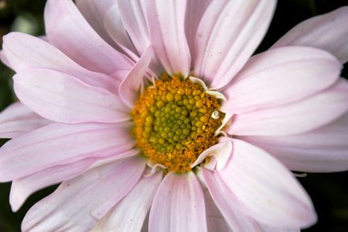 Pink Flower