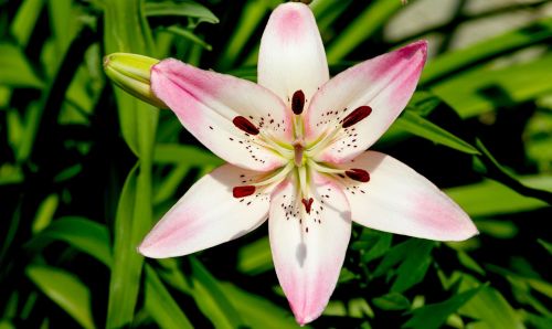 pink flower floral plant