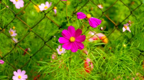 Pink Flower