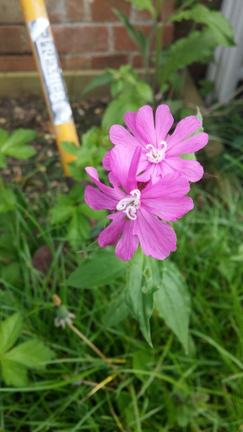 Pink Flower