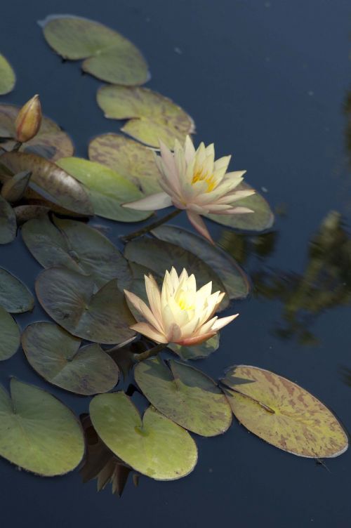 pink flower waterlily lily pad