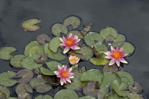 pink flower waterlily lily pad