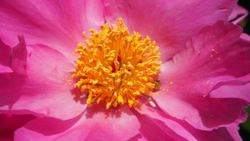 pink flower yellow center macro