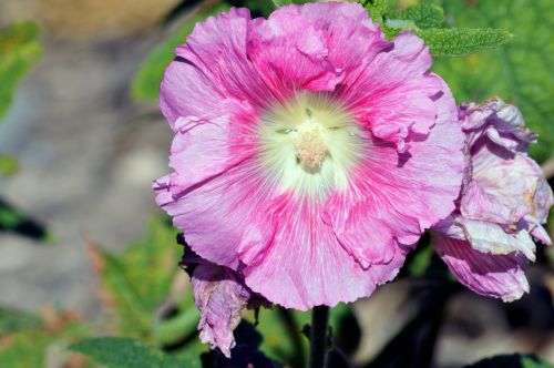 Pink Flower