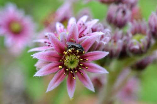 pink flower fly flower