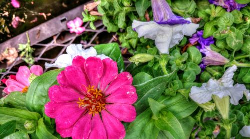 Pink Flower