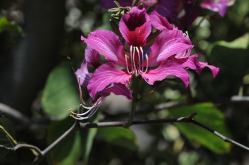 Pink Flower