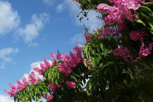 pink flower tree espumilla