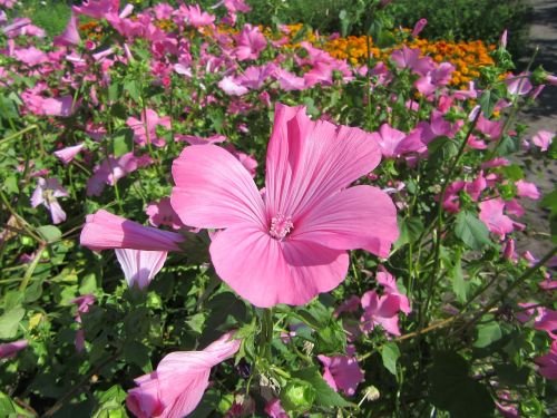 pink flower bloom flowers