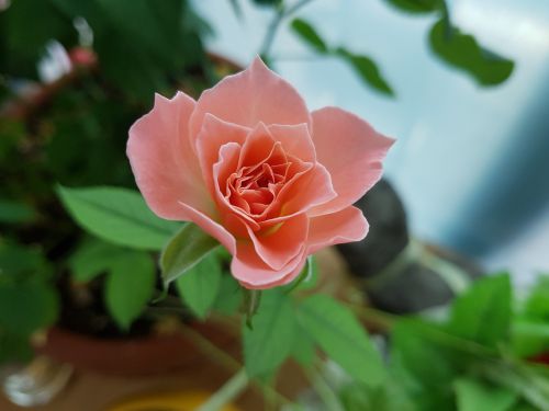pink flower august rose