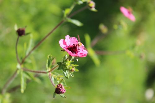 pink flower green background