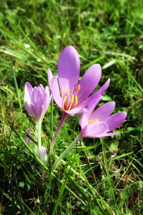 pink flower meadow spring