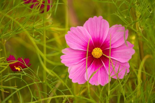 pink flower cosmos kosmee