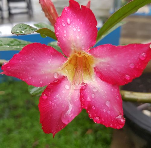 pink flower colorful nature