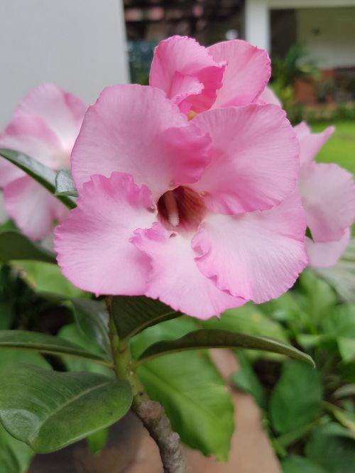 pink flower petal spring