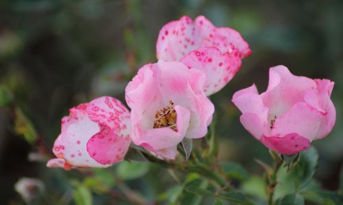 pink flower flowers spotted