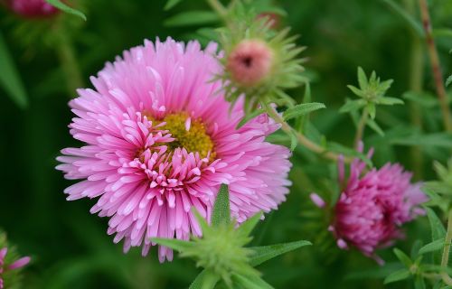 pink flower leaf nature