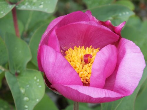 pink flower plant nature