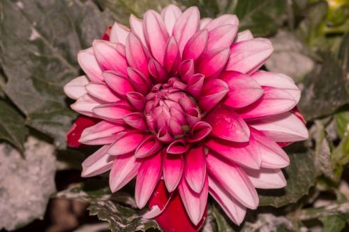 pink flower dalia bicolor