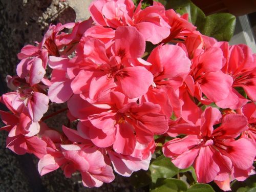 pink flower portulaca grandiflora blossomed flower