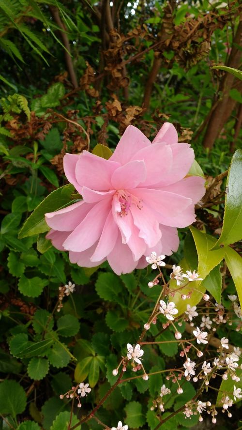 pink flower flower foliage