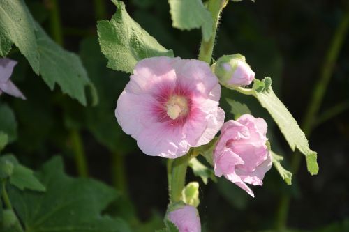 pink flower garden nature