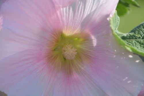 pink flower garden nature