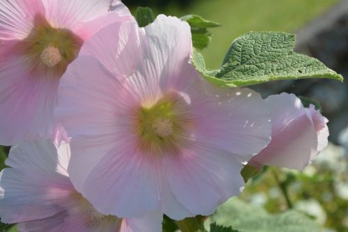 pink flower garden nature