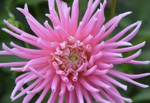 pink flower pretty garden