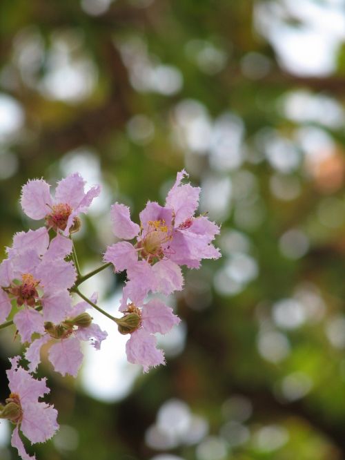 pink flower thailand summer