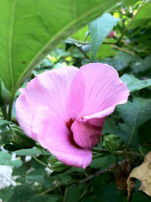pink flower bird of paradise tropical flower