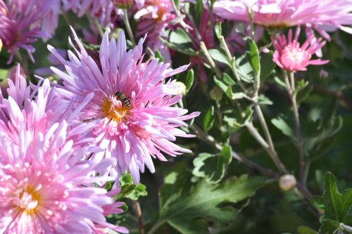 pink flower bee on flower flower